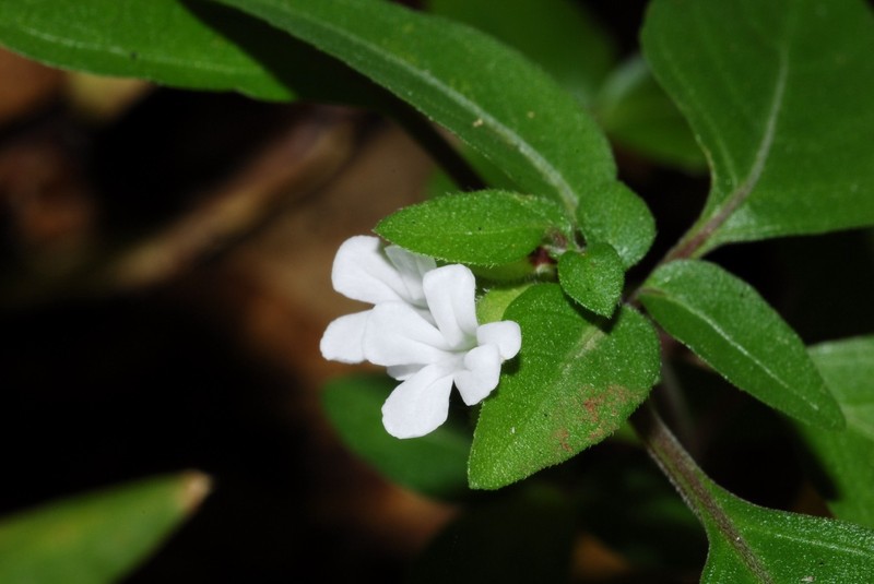 Phaulopsis verticillaris photo 7