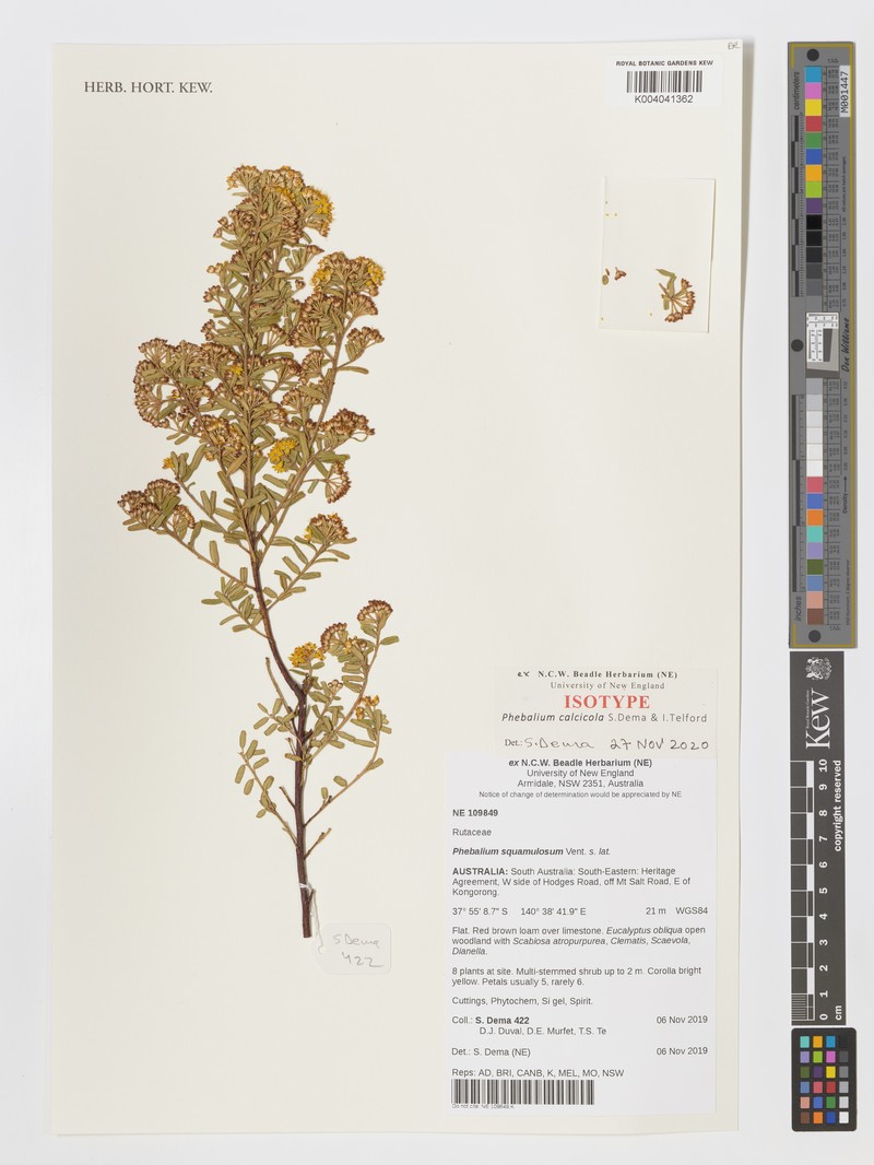 Phebalium calcicola