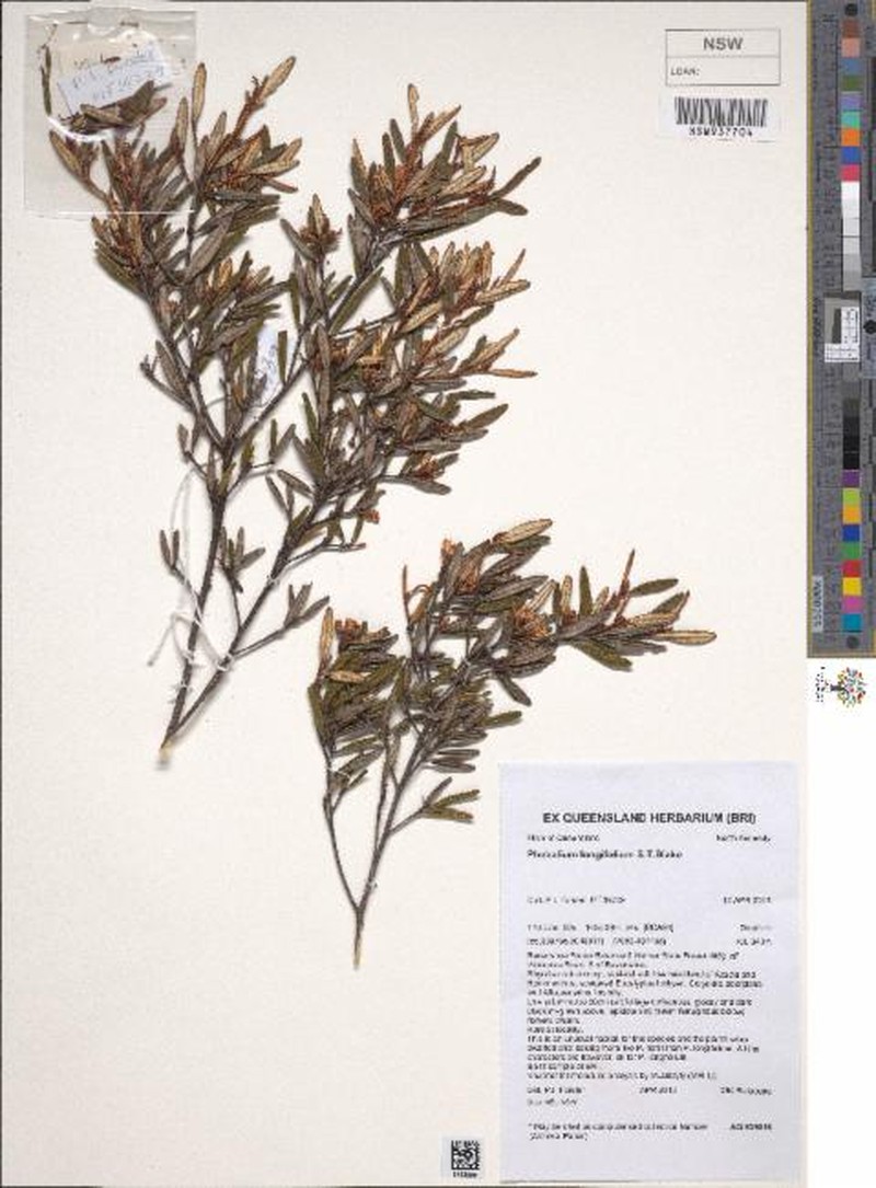 Phebalium cicatricatum