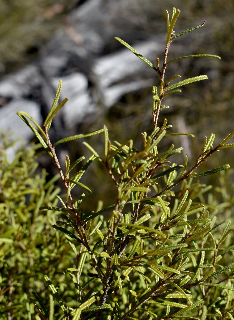 Phebalium glandulosum subsp. glandulosum