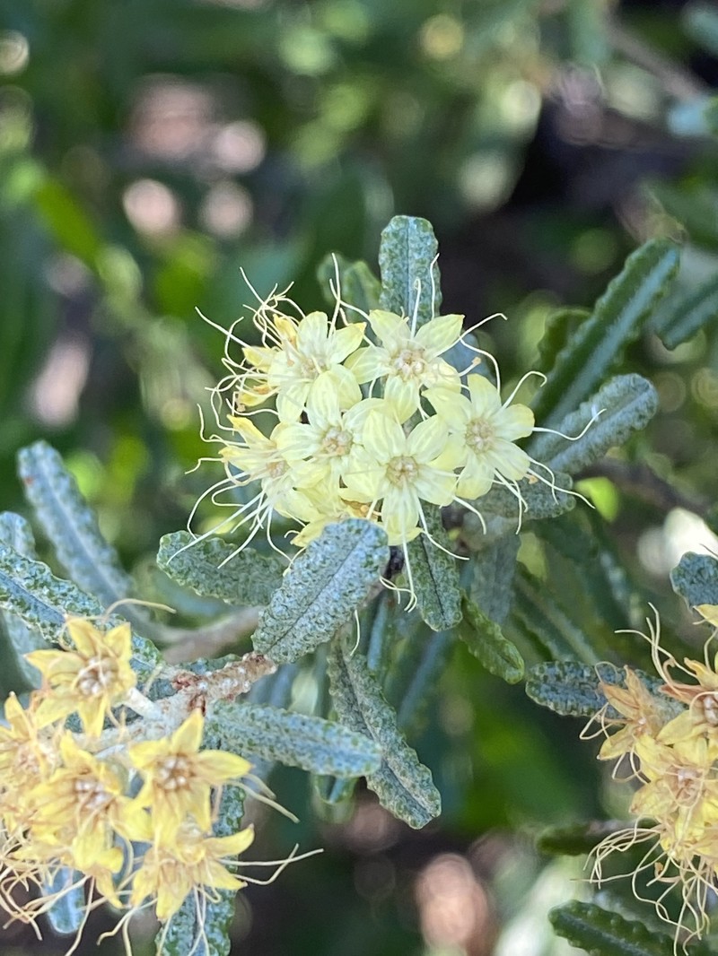 Phebalium glandulosum subsp. glandulosum photo 2