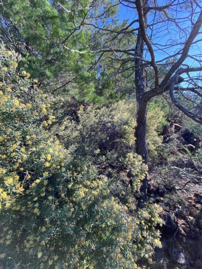 Phebalium glandulosum subsp. glandulosum photo 3