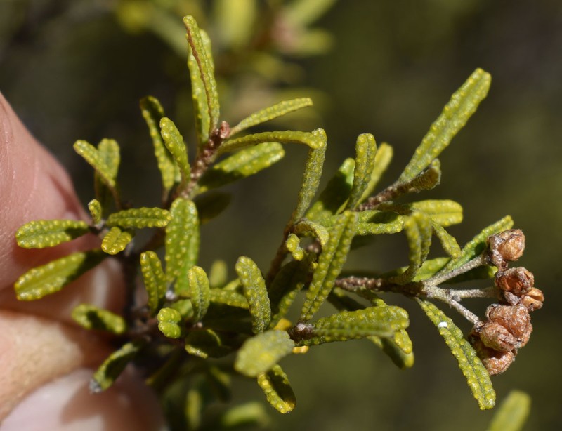 Phebalium glandulosum subsp. glandulosum photo 4