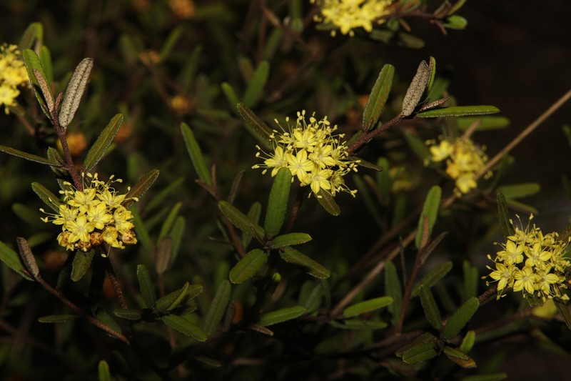 Phebalium graniticola