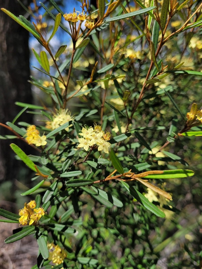 Phebalium graniticola photo 2