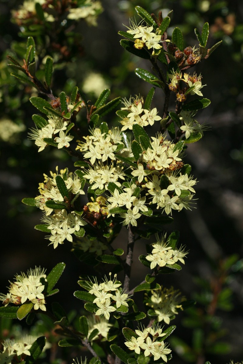 Phebalium graniticola photo 3