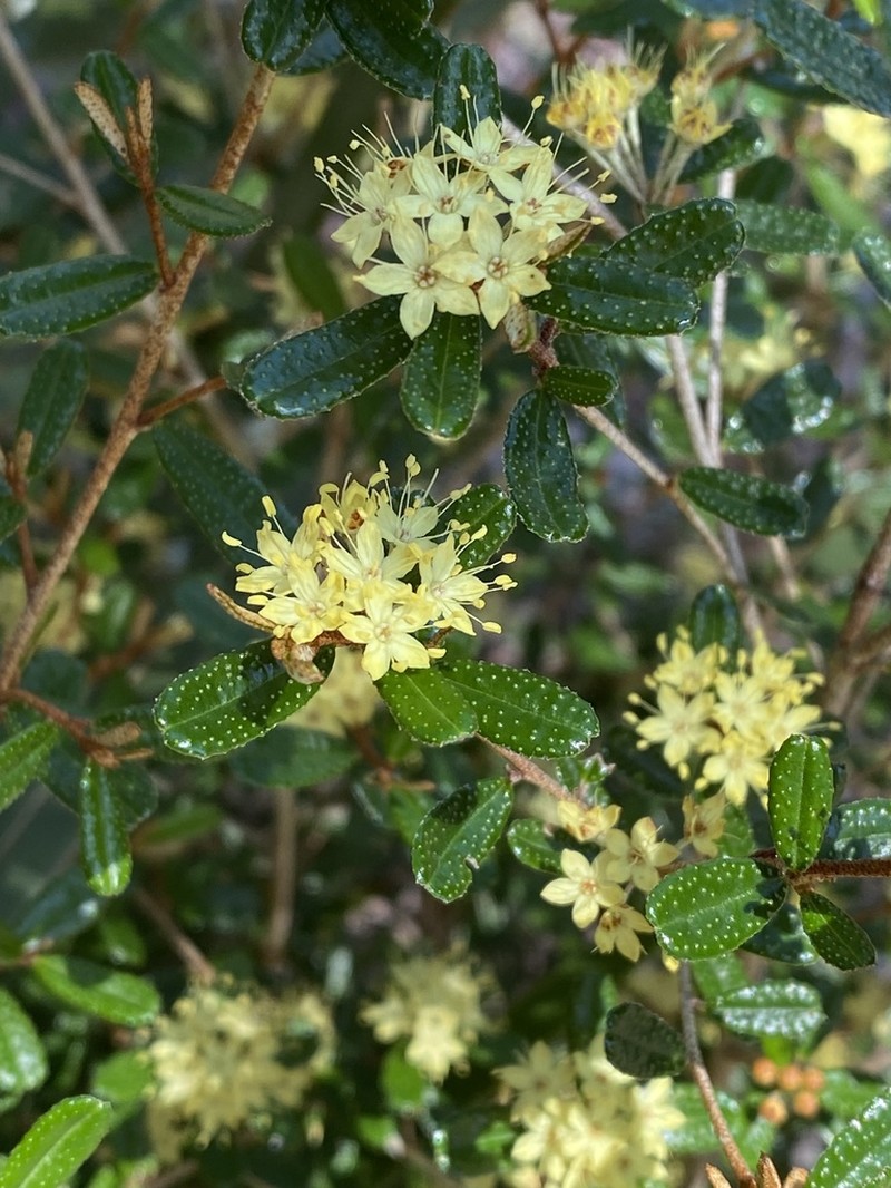 Phebalium graniticola photo 4
