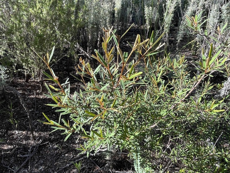 Phebalium graniticola photo 5