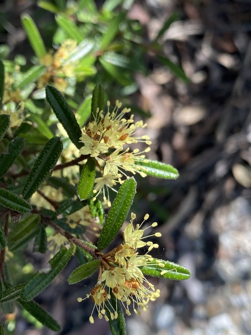 Phebalium graniticola photo 6