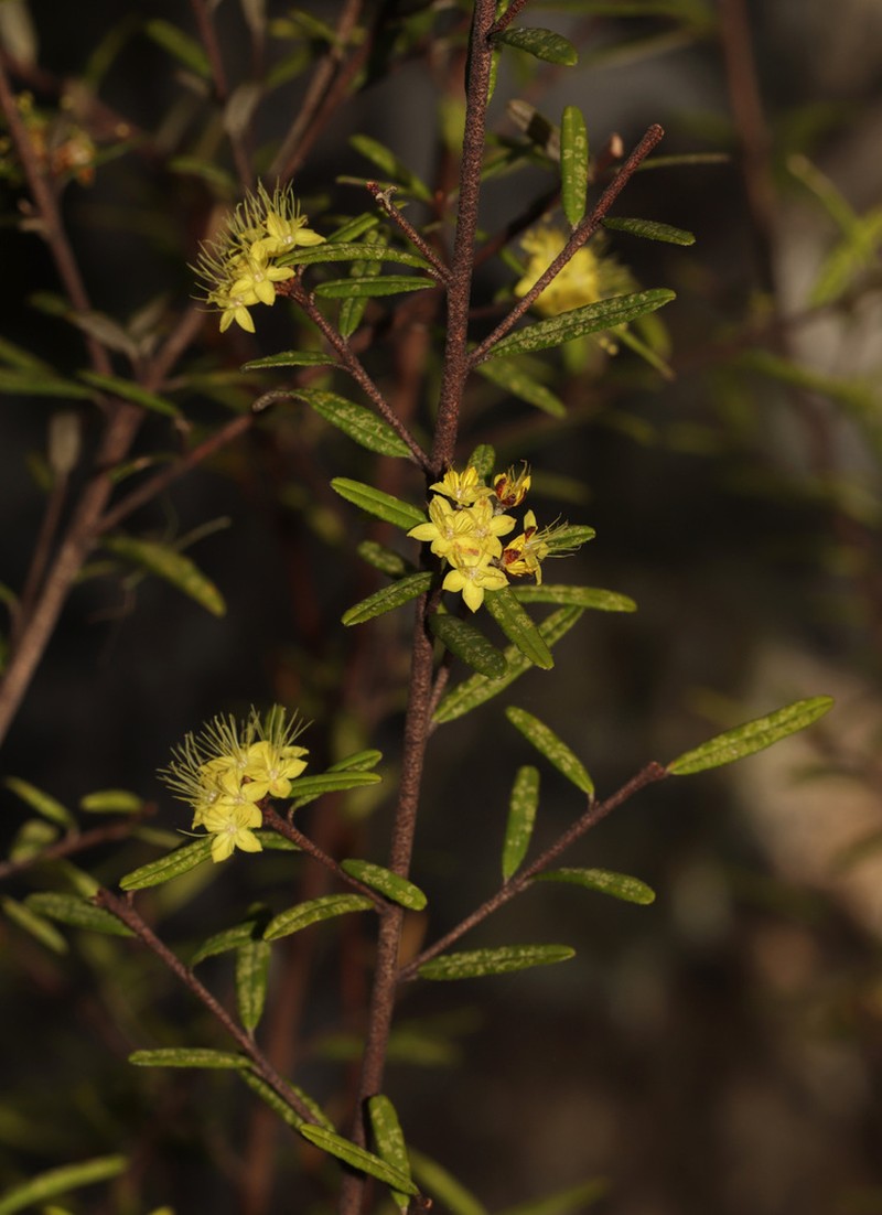 Phebalium graniticola photo 7