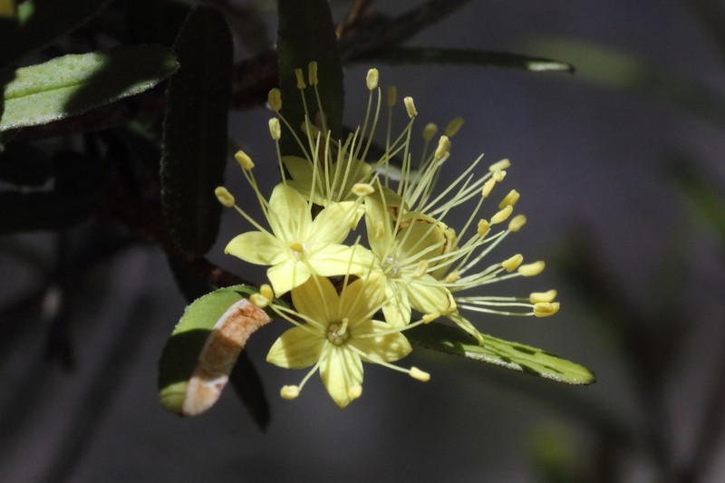 Phebalium graniticola photo 8