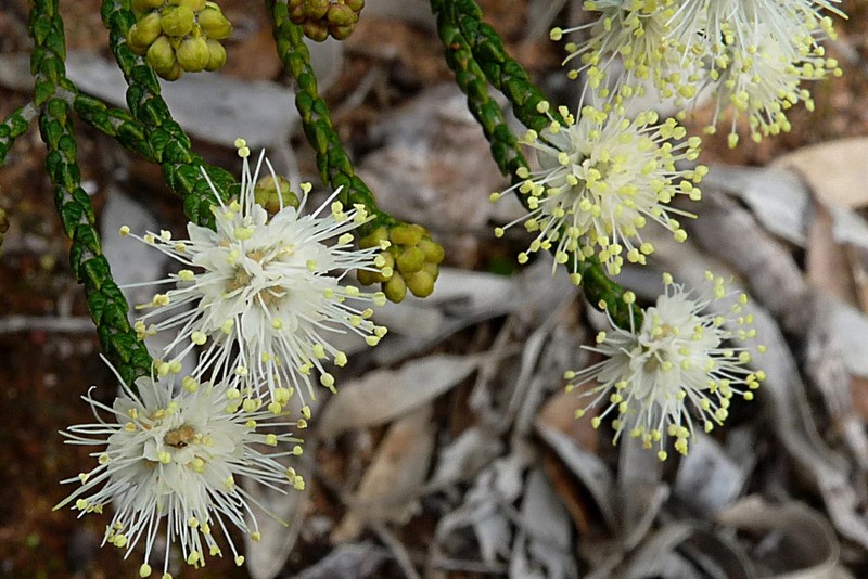 Phebalium multiflorum
