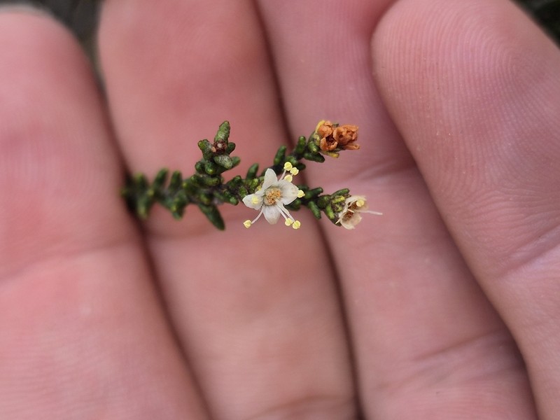 Phebalium multiflorum photo 2