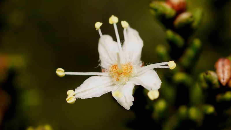 Phebalium multiflorum photo 3