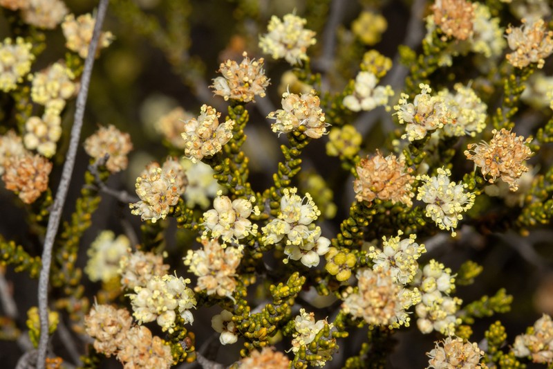 Phebalium multiflorum photo 4
