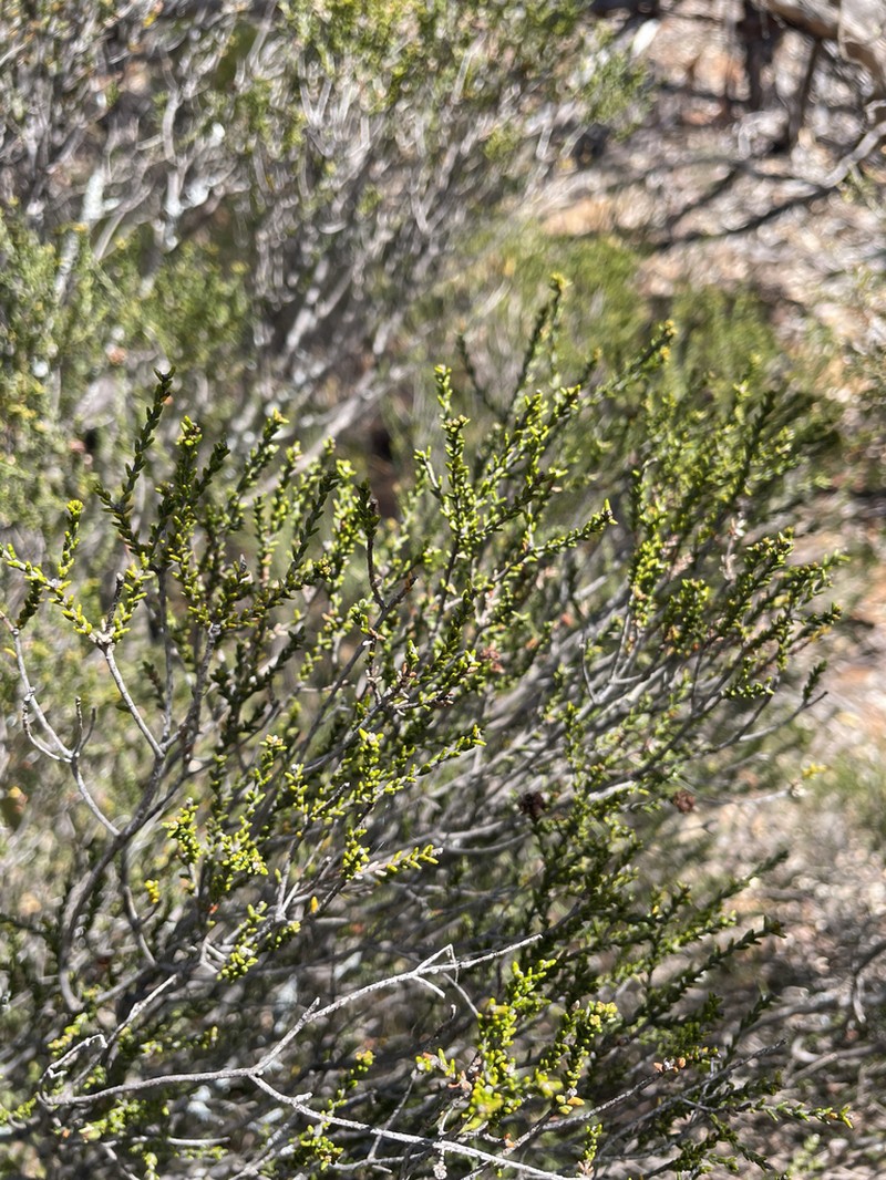 Phebalium multiflorum photo 5