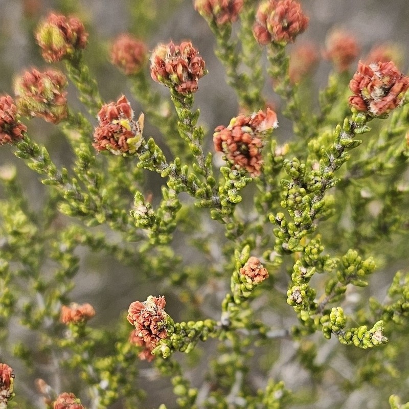 Phebalium multiflorum photo 6