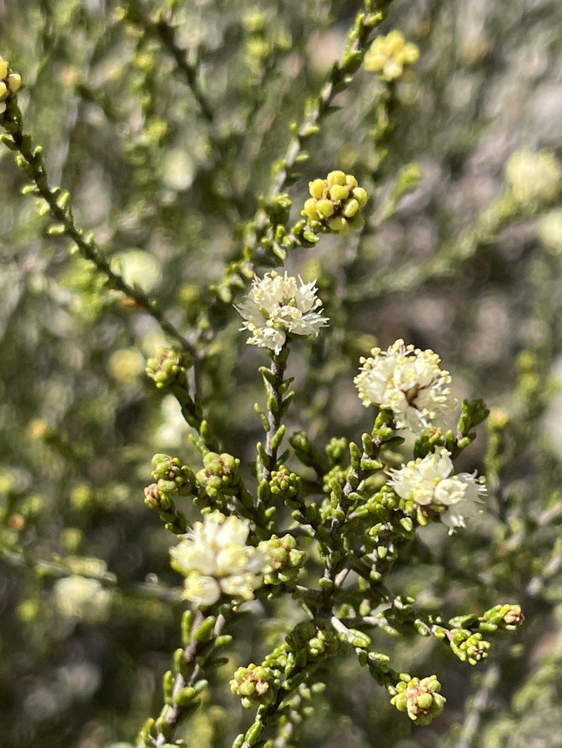 Phebalium multiflorum photo 7