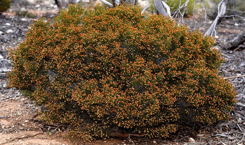 Phebalium multiflorum photo 8