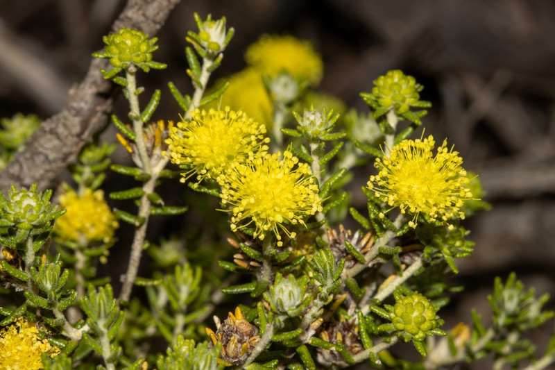 Phebalium pauciflorum