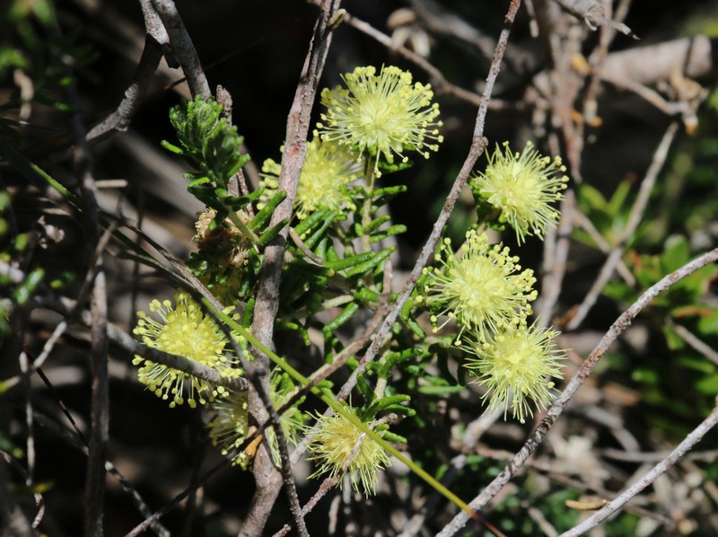 Phebalium pauciflorum photo 2