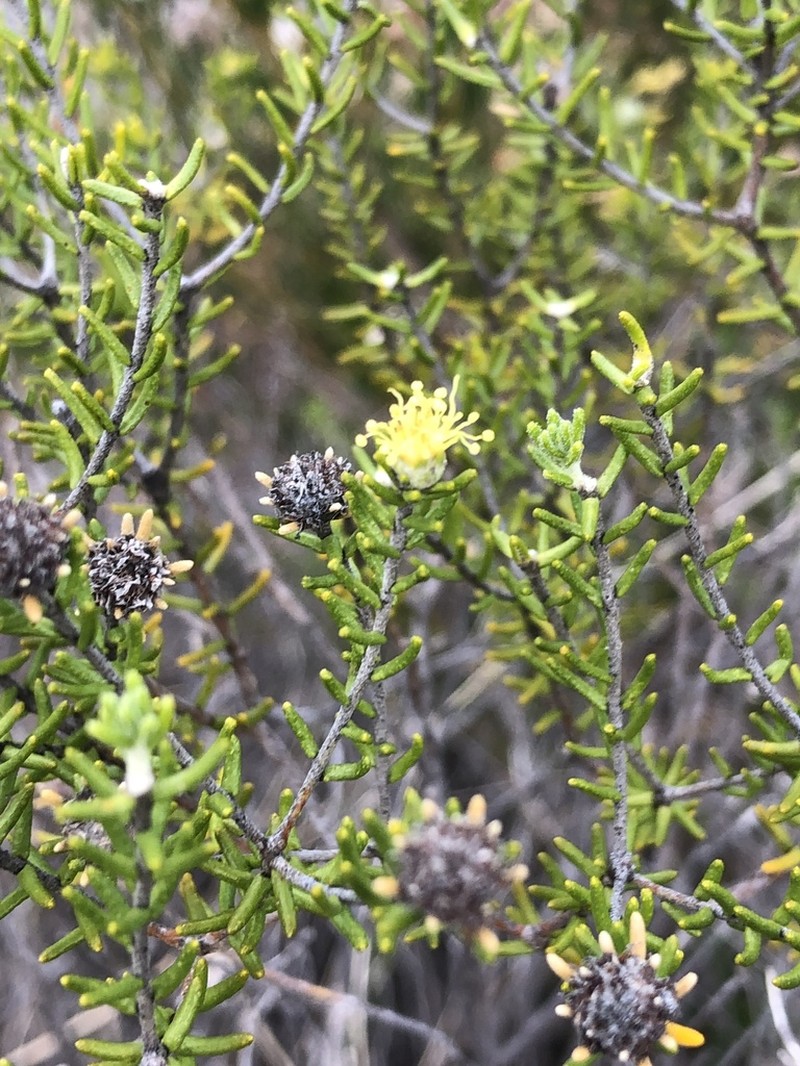 Phebalium pauciflorum photo 3