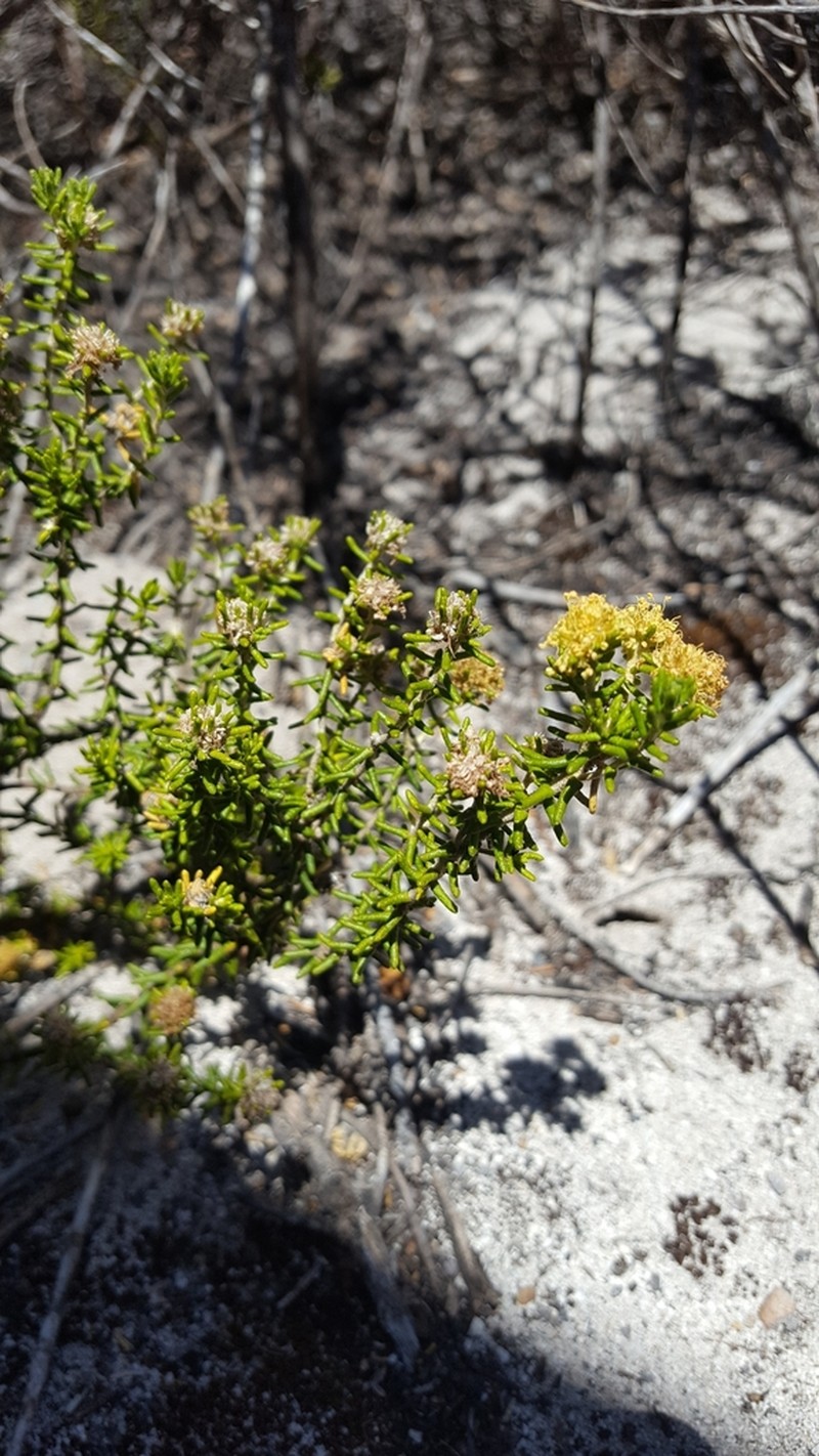 Phebalium pauciflorum photo 4