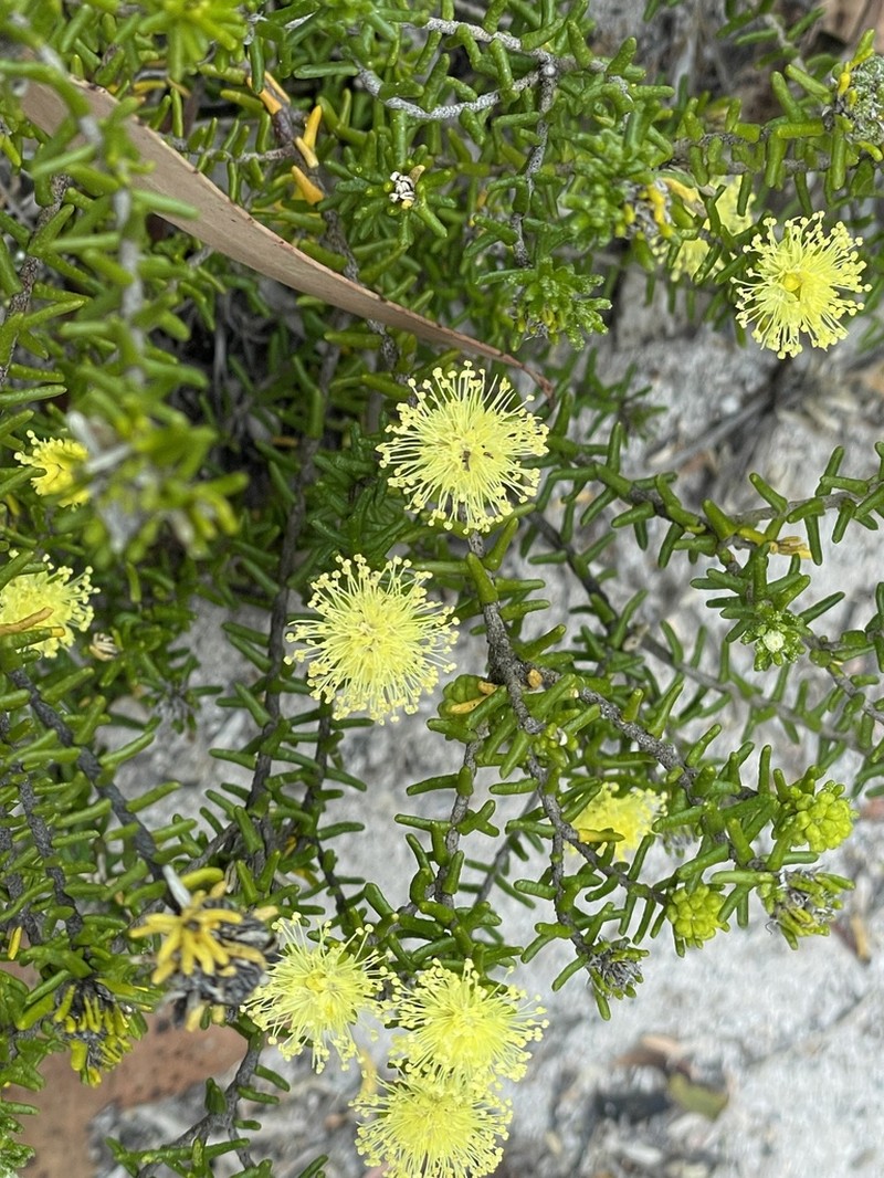Phebalium pauciflorum photo 5