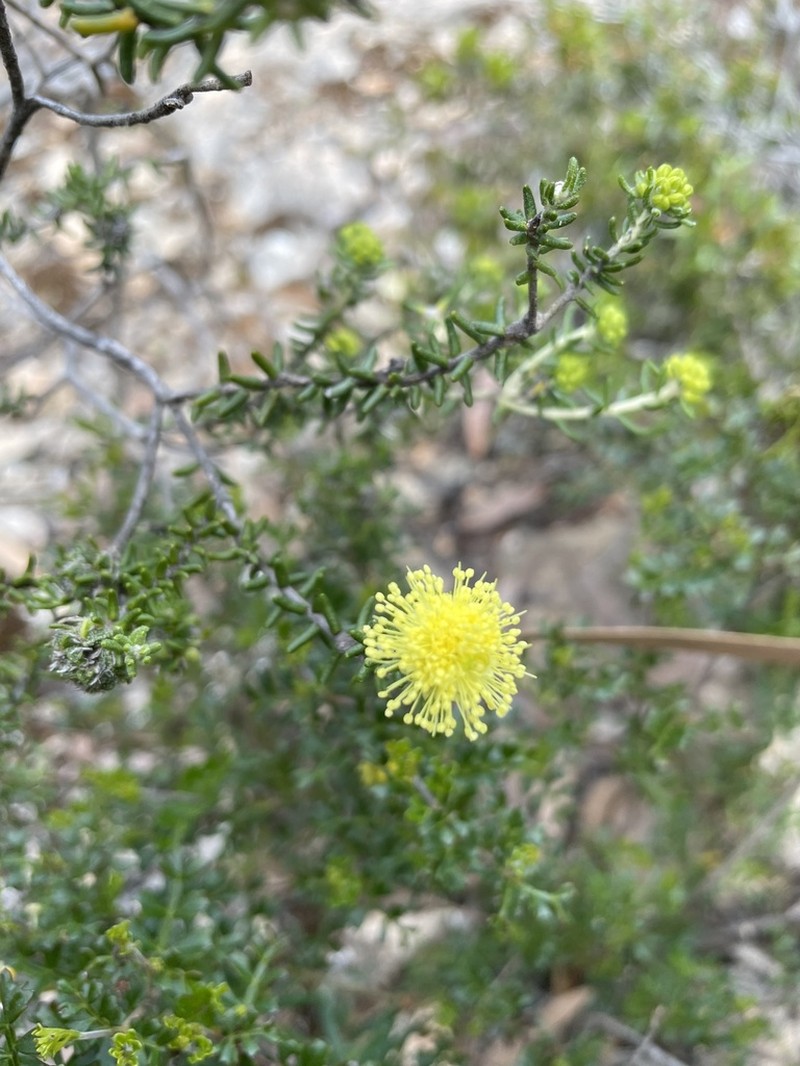 Phebalium pauciflorum photo 6
