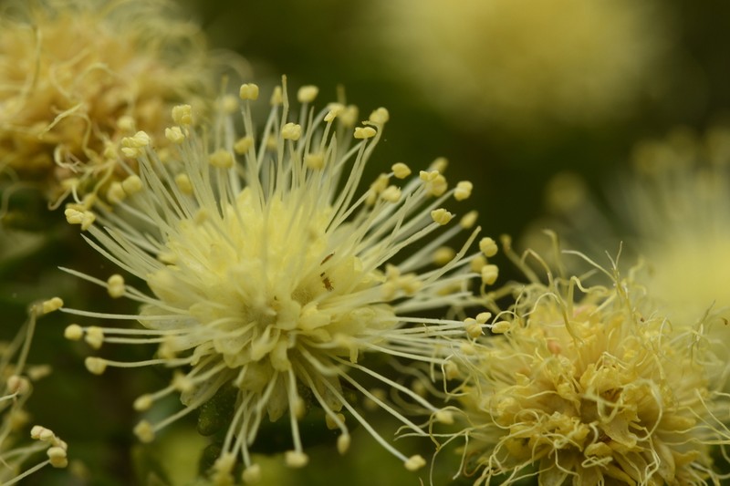 Phebalium pauciflorum photo 7