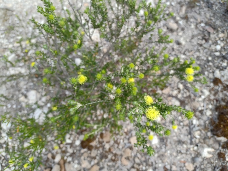 Phebalium pauciflorum photo 8