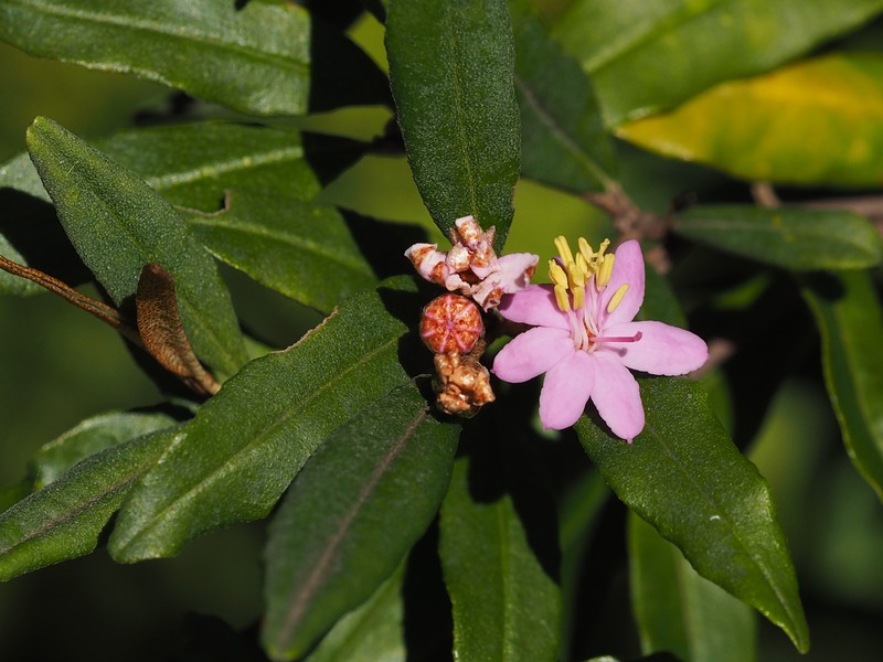 Phebalium speciosum