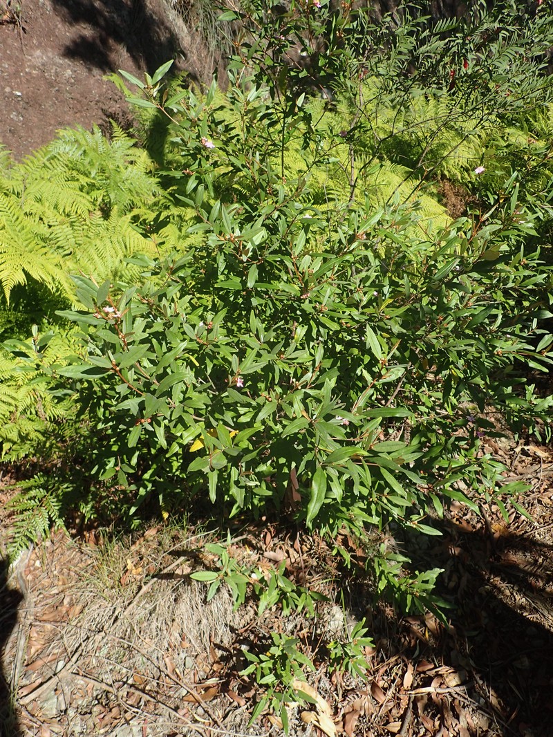Phebalium speciosum photo 2