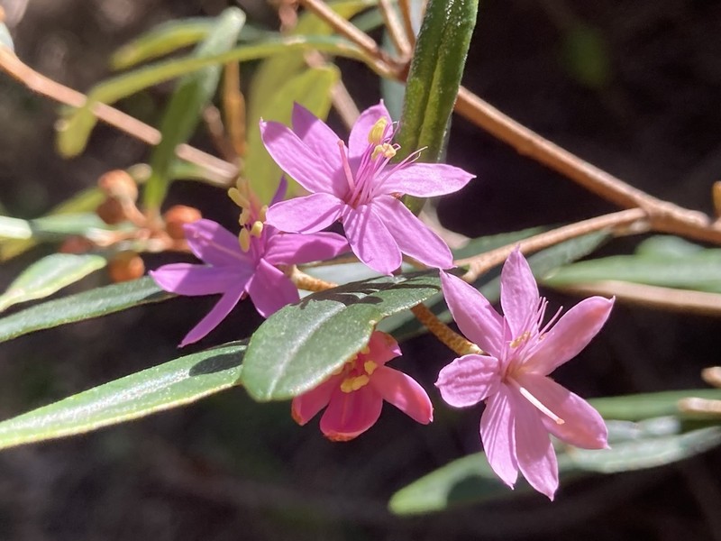 Phebalium speciosum photo 3