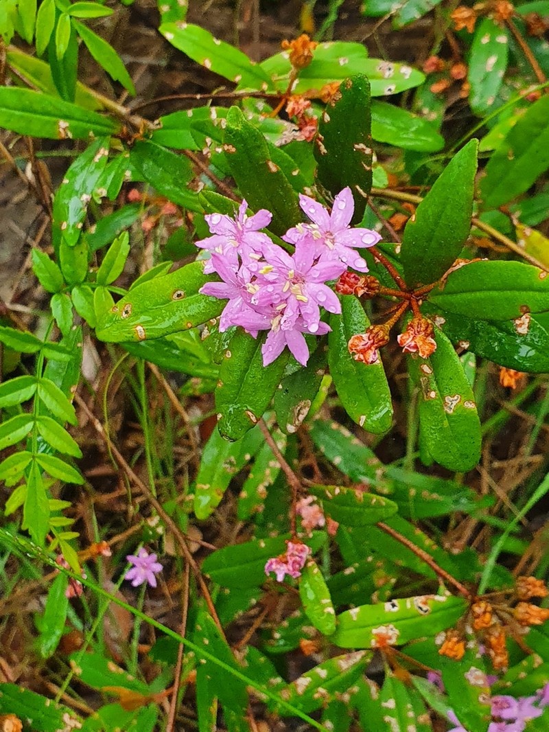 Phebalium speciosum photo 4