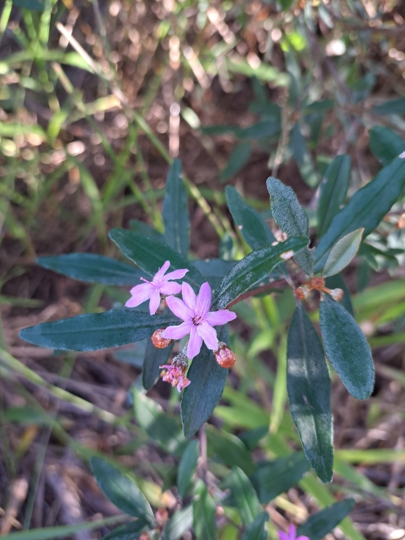 Phebalium speciosum photo 5