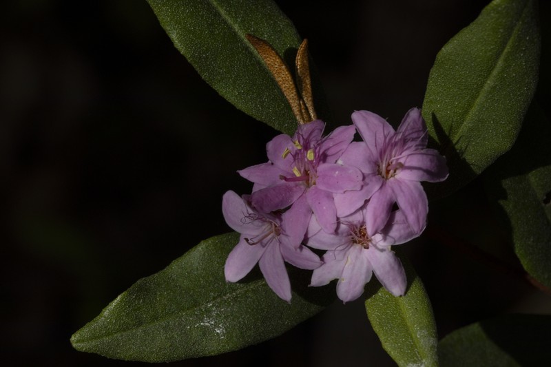 Phebalium speciosum photo 6