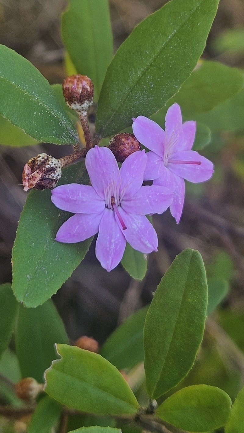 Phebalium speciosum photo 7