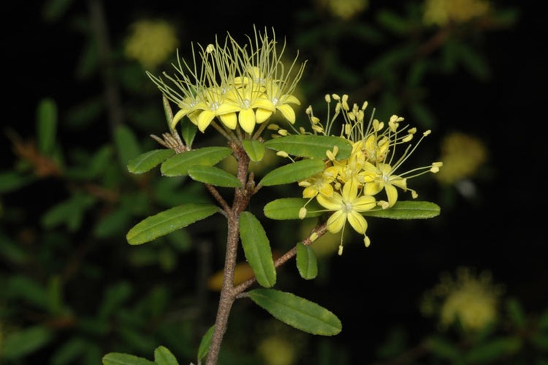 Phebalium squamulosum subsp. squamulosum