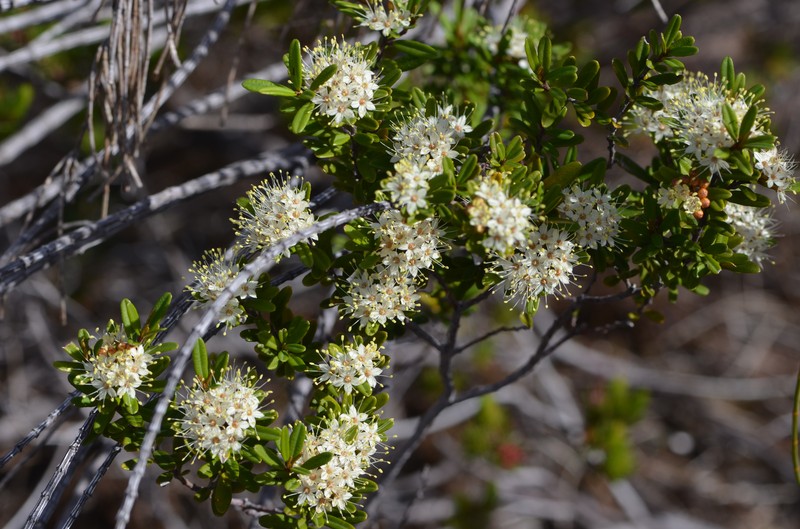 Phebalium squamulosum subsp. squamulosum photo 2