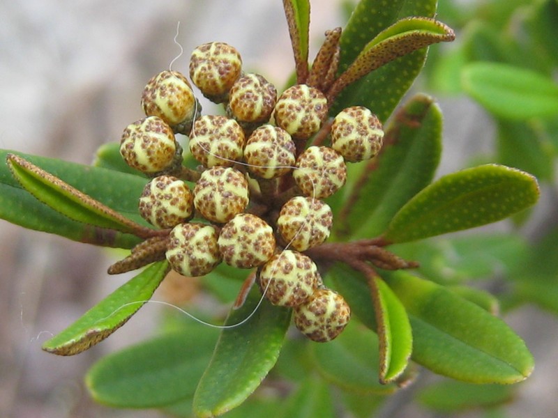 Phebalium squamulosum subsp. squamulosum photo 3