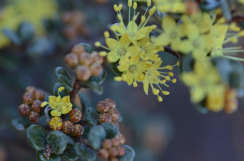 Phebalium squamulosum subsp. squamulosum photo 4