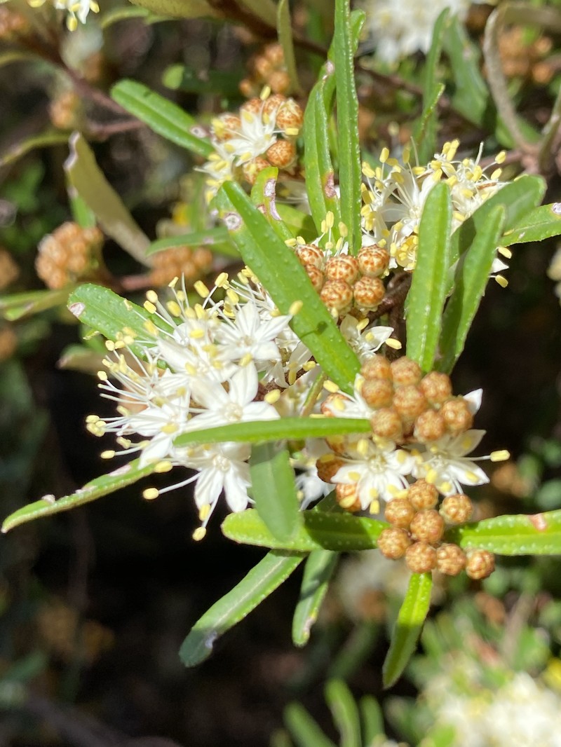 Phebalium squamulosum subsp. squamulosum photo 5