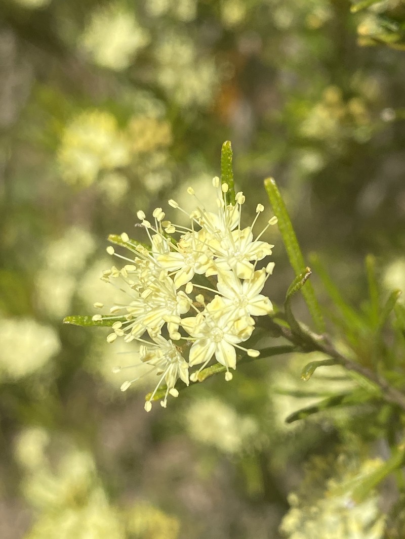 Phebalium squamulosum subsp. squamulosum photo 6
