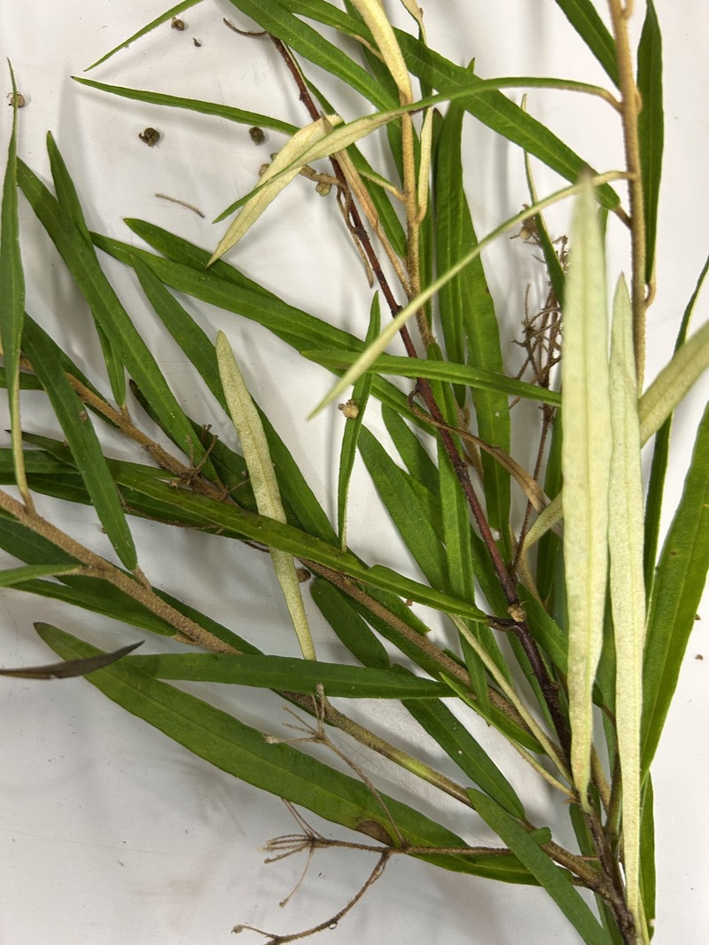 Phebalium squamulosum subsp. squamulosum photo 7