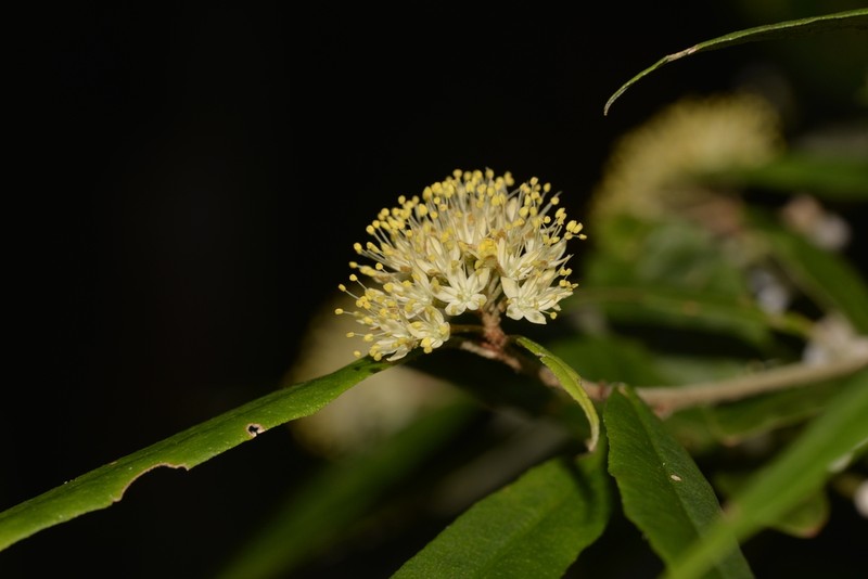 Phebalium stellatum