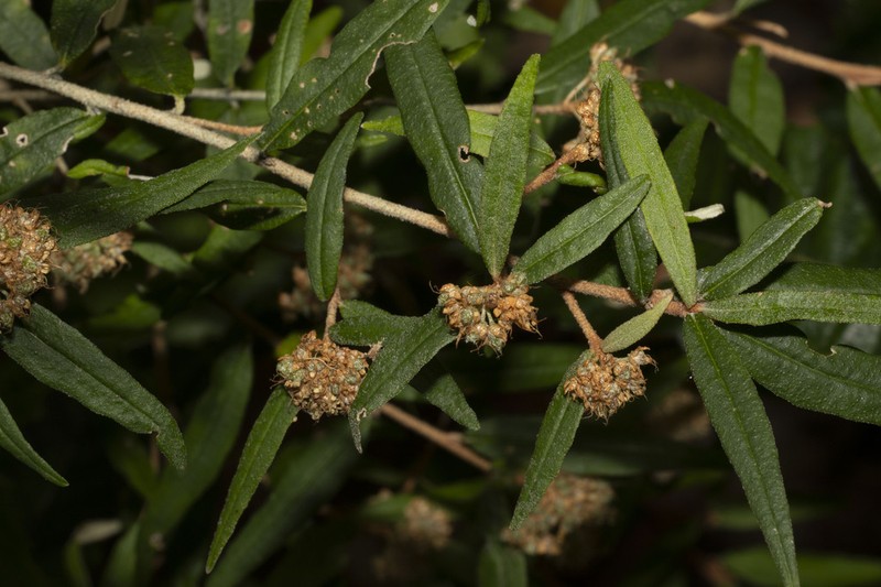 Phebalium stellatum photo 3