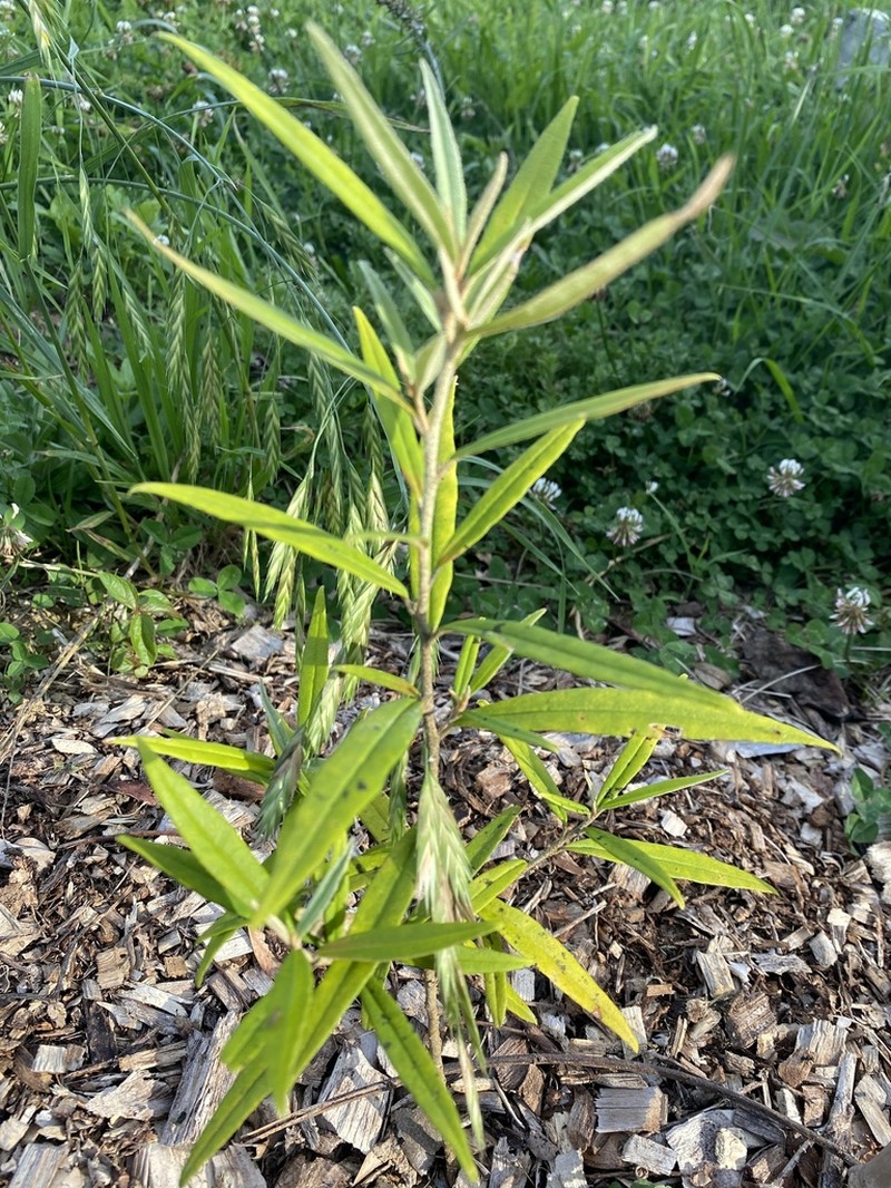 Phebalium stellatum photo 4