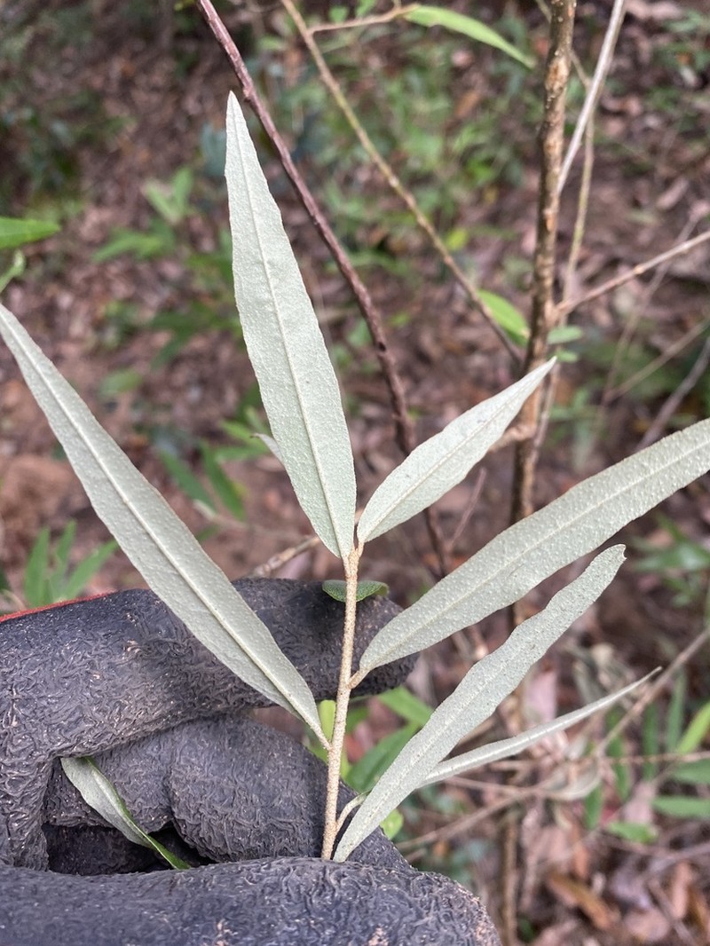 Phebalium stellatum photo 5