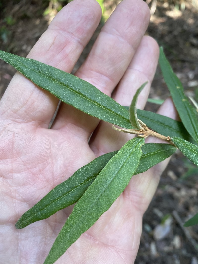 Phebalium stellatum photo 8